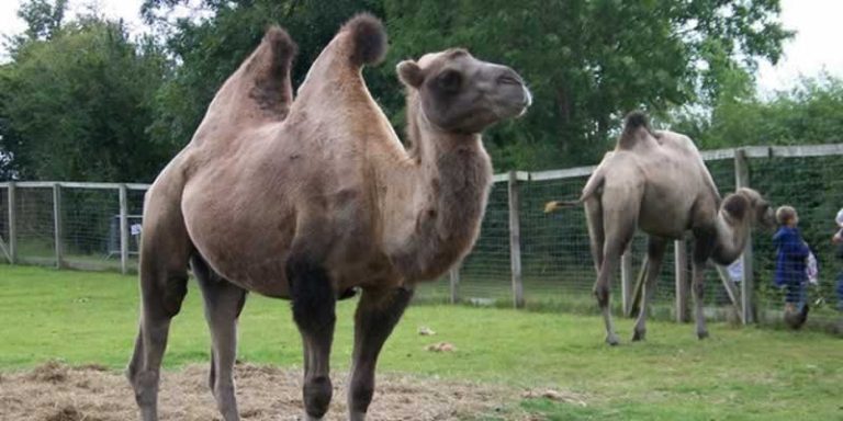 Oasis Camel Centre